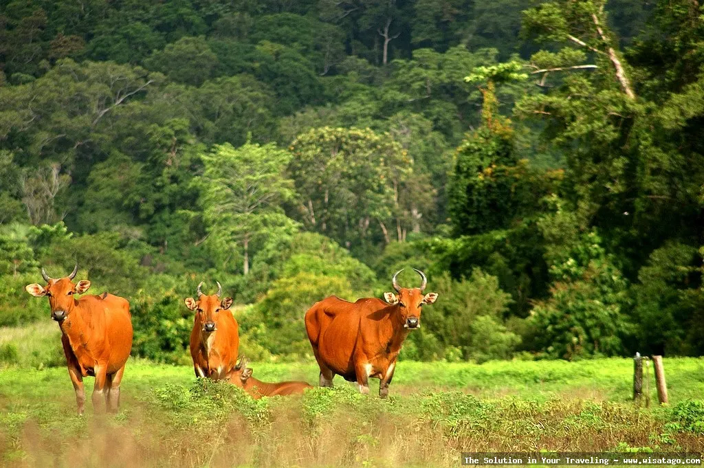 Wisata Taman Nasional Alas Purwo, eksotis.