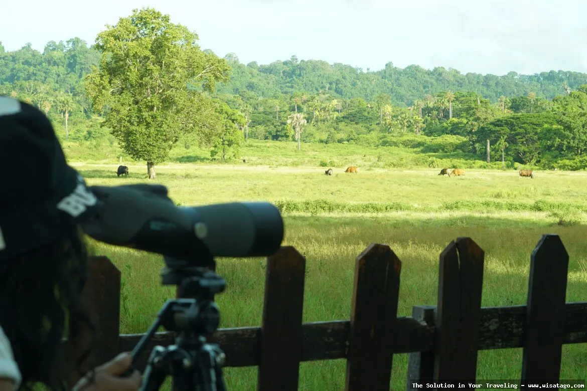 Wisata Taman Nasional Alas Purwo, eksotis.
