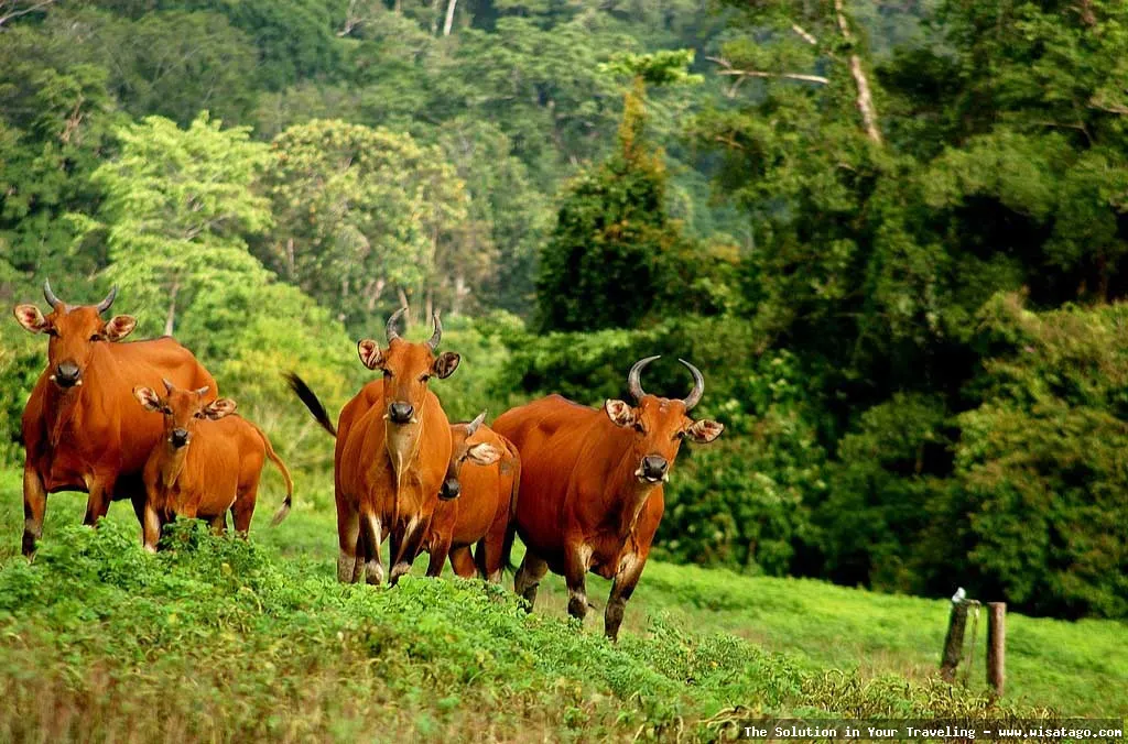 Wisata Taman Nasional Alas Purwo, eksotis.