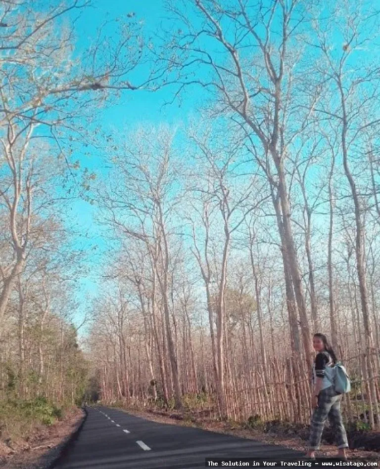 wisata Taman Nasional Alas Purwo Banyuwangi