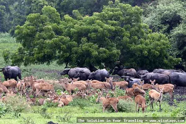 wisata Taman Nasional Baluran nan eksotis