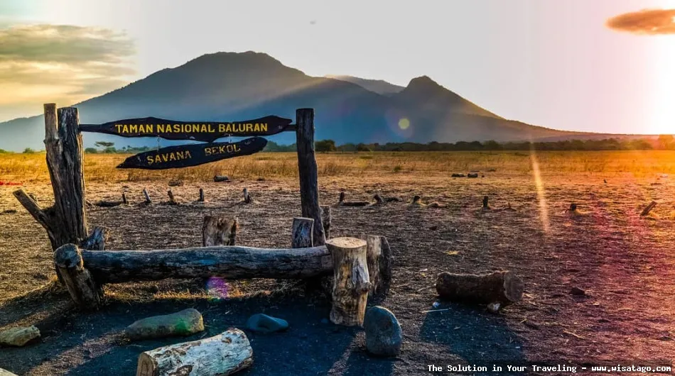 Wisata Taman Nasional Baluran yang memukau