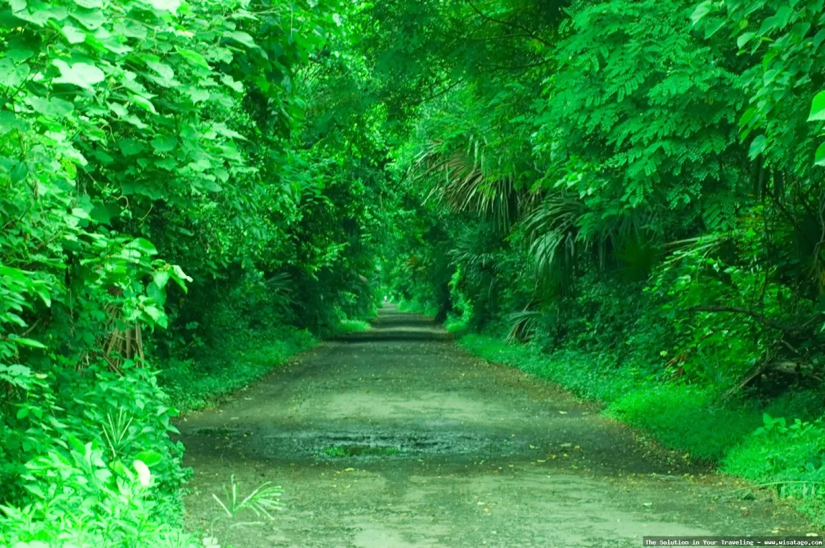 Wisata Taman Nasional Baluran yang memukau