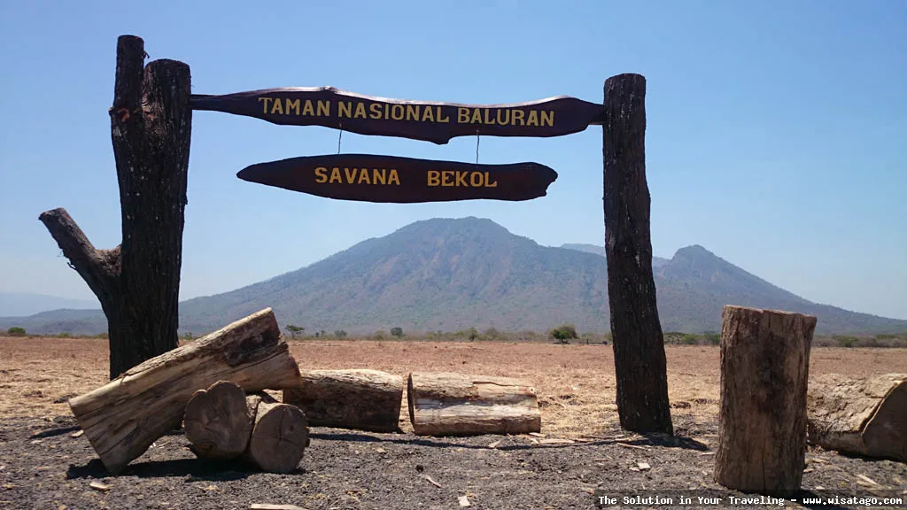 Wisata Taman Nasional Baluran yang eksotis